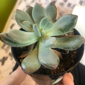 Pachyveria Little Jewel plant photo by @FakePlantSquad named Real Plant on Greg, the plant care app.