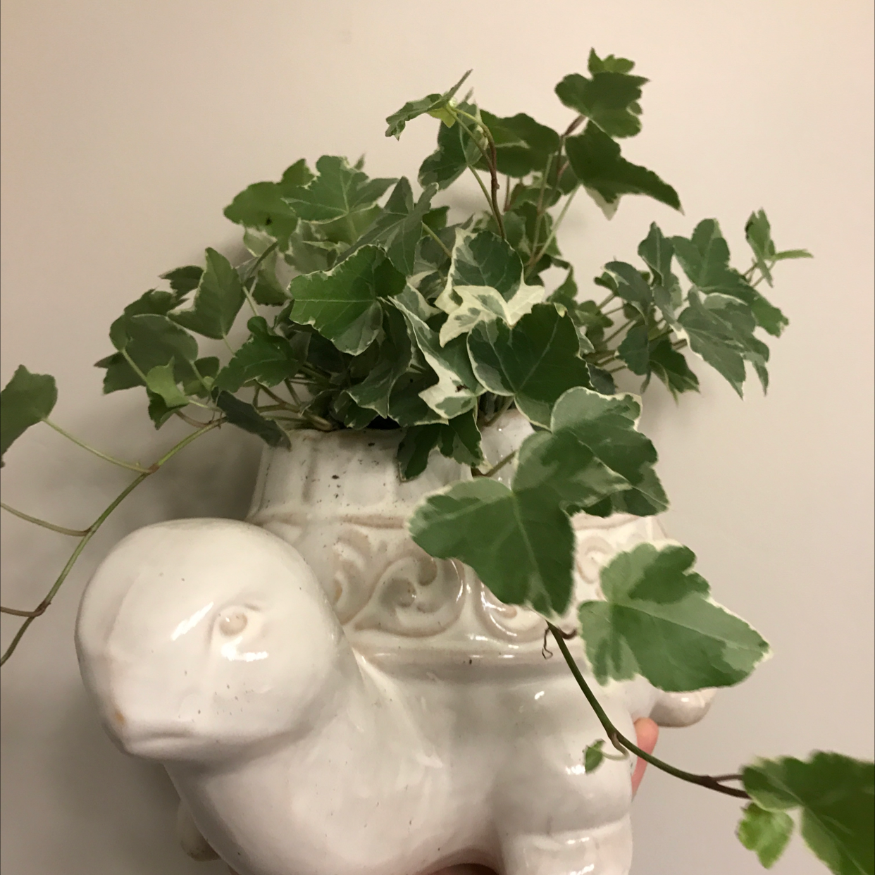 Variegated ivy plant in a decorative white animal-shaped pot.