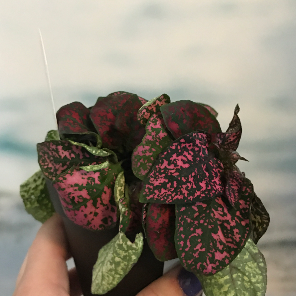 A vibrant and healthy Polka Dot Plant with characteristic bright pink spots on dark green leaves, held in someone's hands.