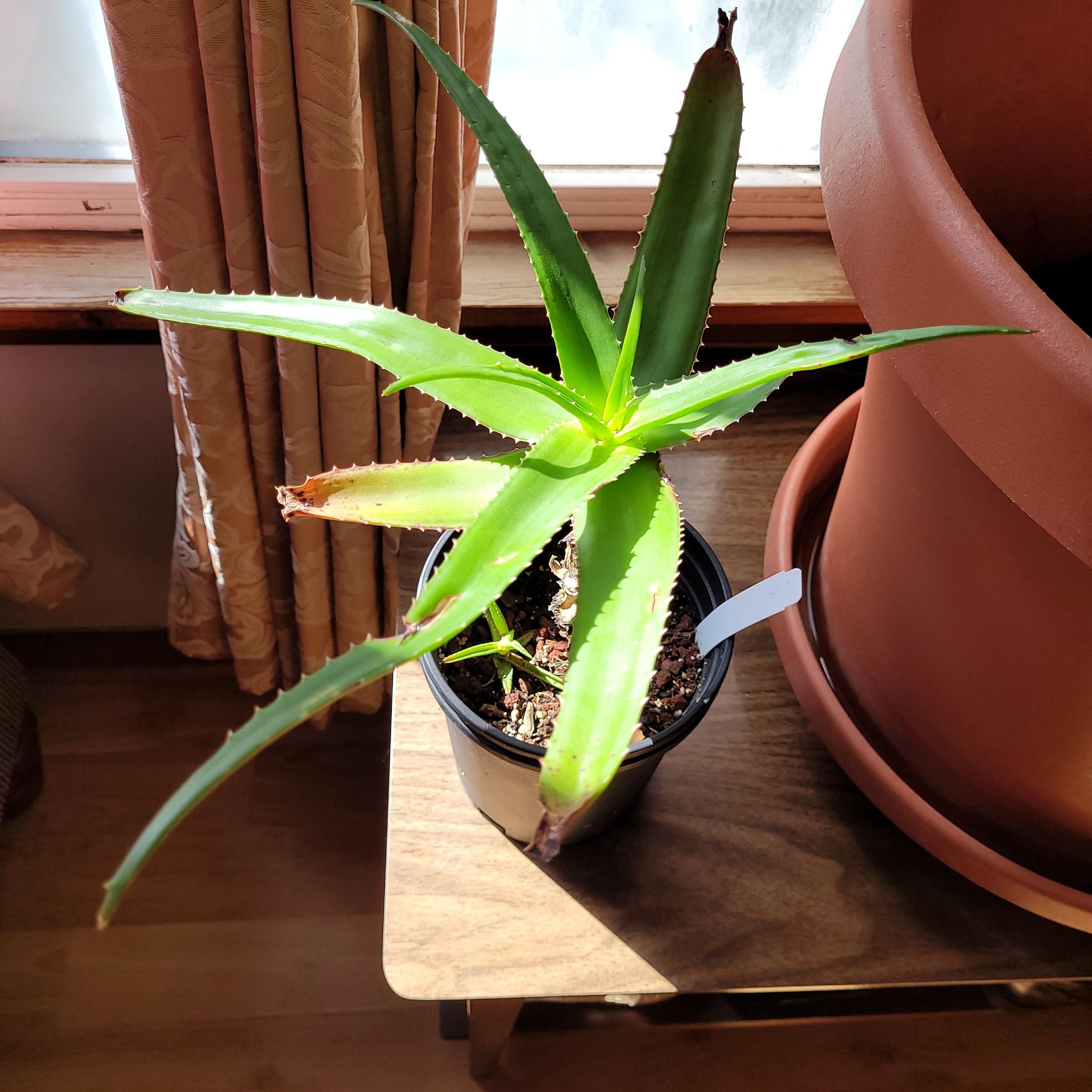 Photo of the plant species Aloe 'Walmsley's Bronze' by @CalciferTheWise named Apollo on Greg, the plant care app