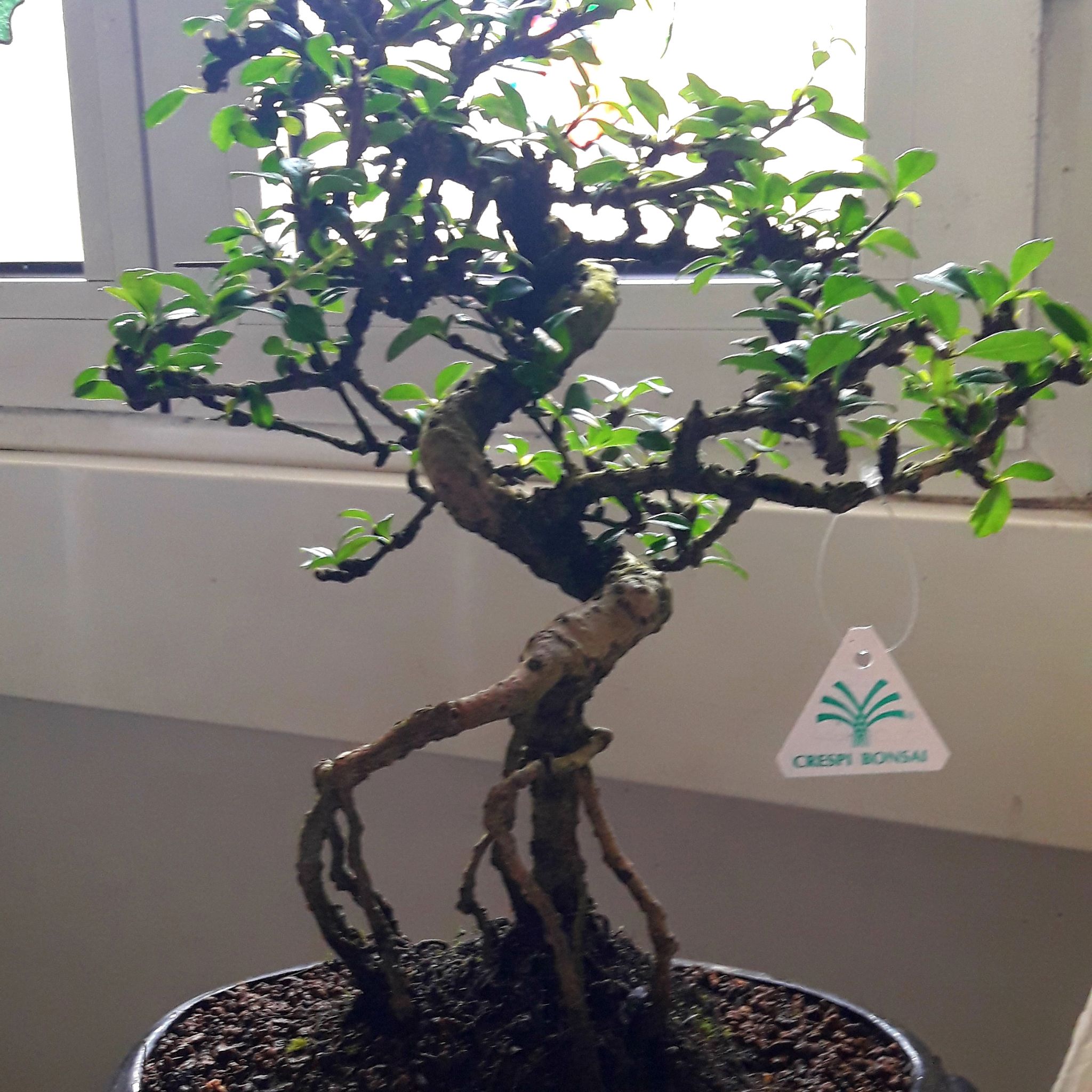 Photo of the plant species Fujian Tea by @Maddoshy named Olly on Greg, the plant care app