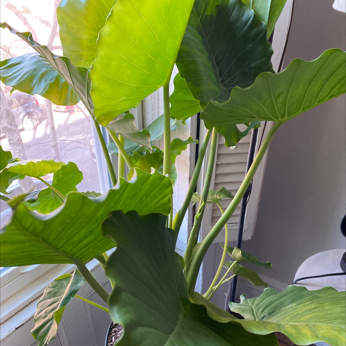 Healthy Alocasia 'Portora' plant with large green leaves near a window.