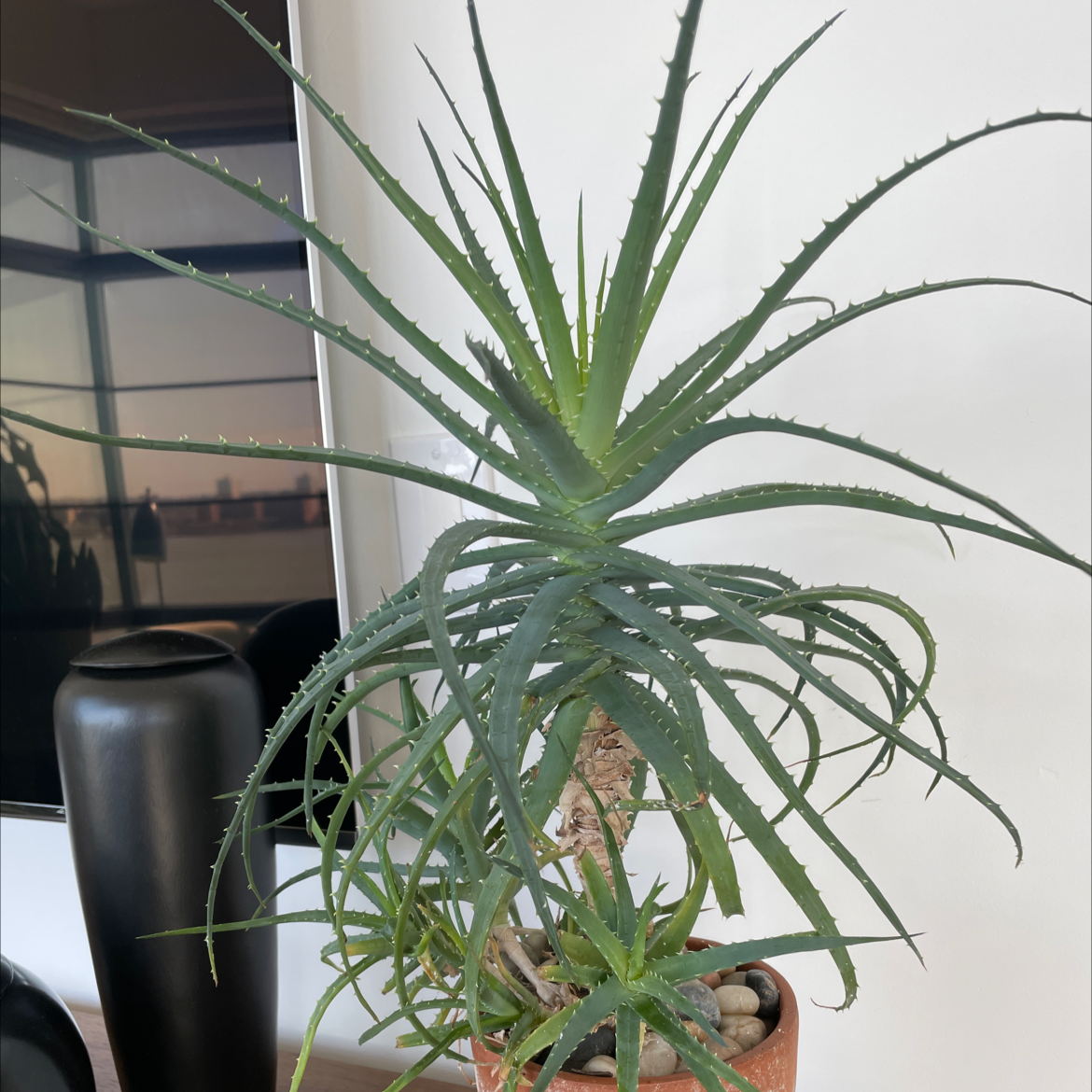 Candelabra Aloe plant in a pot with green leaves, well-framed and centered.