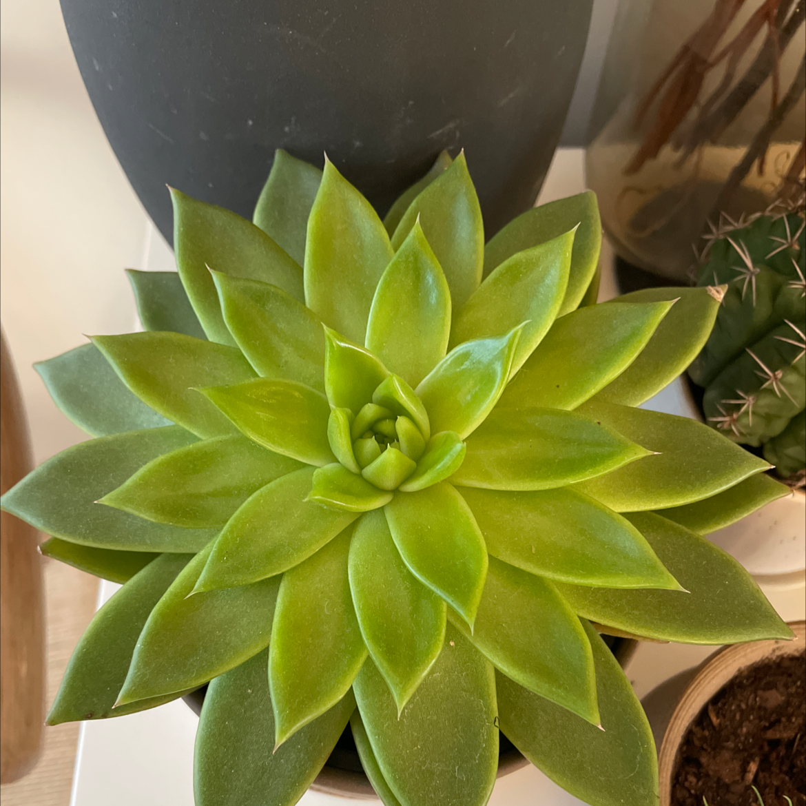 Lipstick Echeveria plant photo by @Hayley named Party guy on Greg, the plant care app.