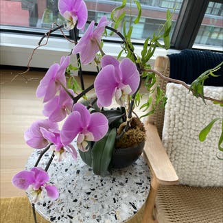 Phalaenopsis Orchid plant in New York, New York