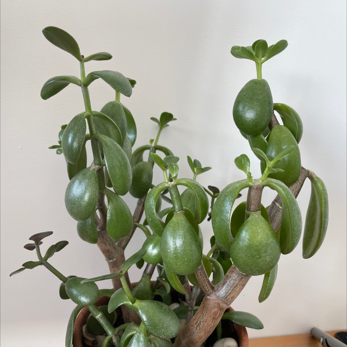 Lucky Plant plant photo by @Hayley named Jada pinkett on Greg, the plant care app.