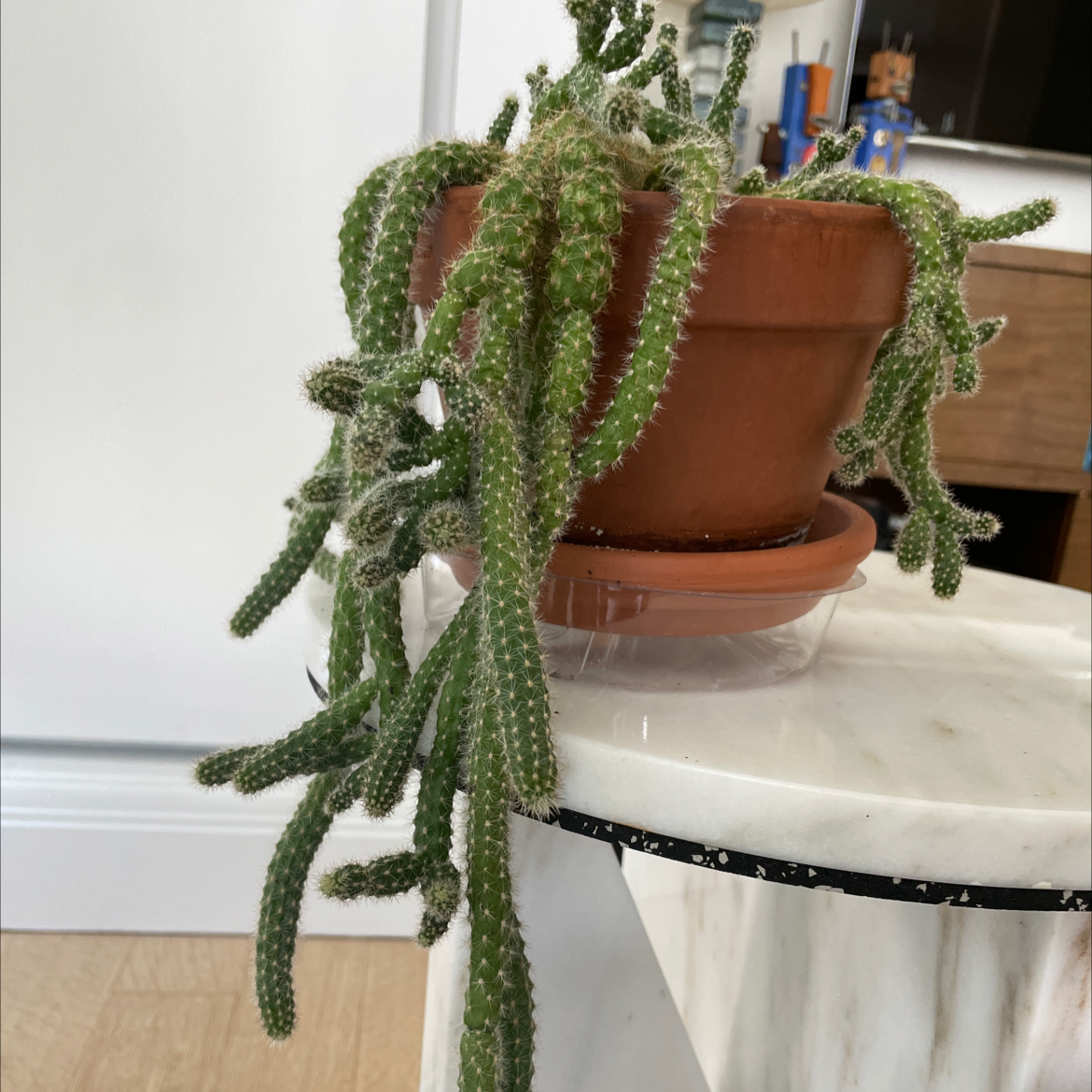 Peanut Cactus in a terracotta pot on a marble surface, appearing healthy.