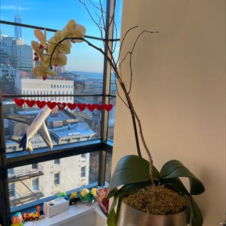 Orchid Tree plant in New York, New York