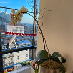 Orchid Tree plant
