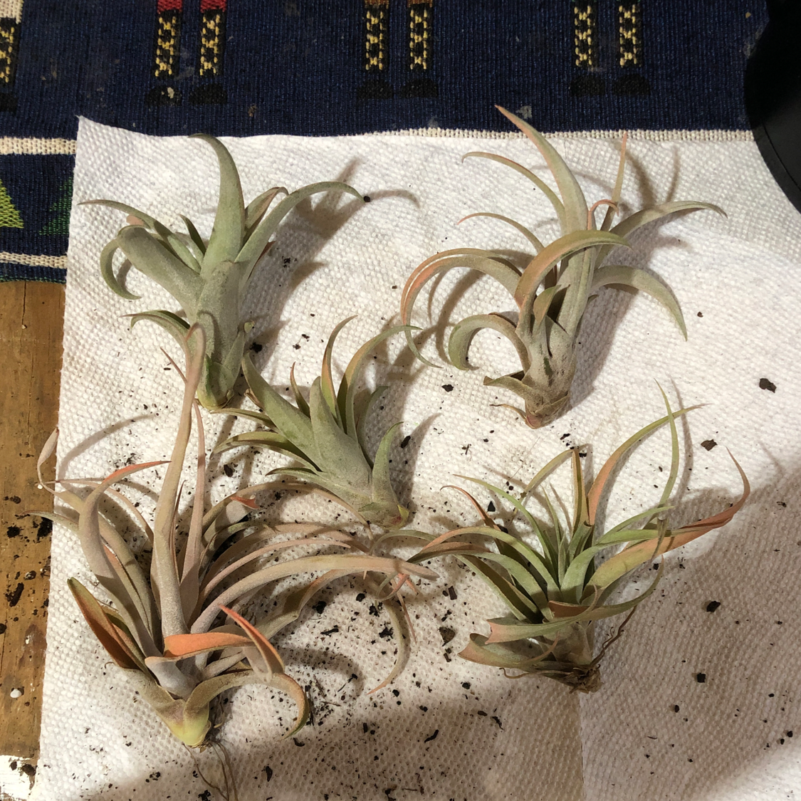 Healthy Blushing Bride air plants with curled leaves showing pink inner coloring, displayed on a textured cloth surface.