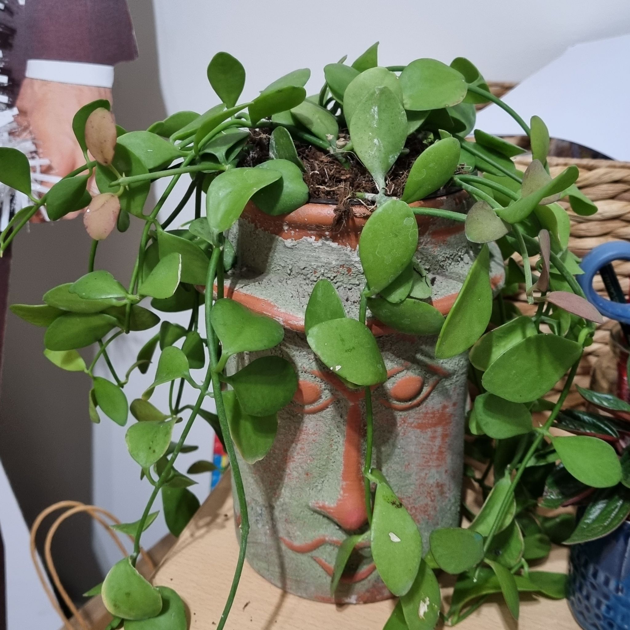 Dischidia imbricata plant in a decorative pot with vibrant green leaves.