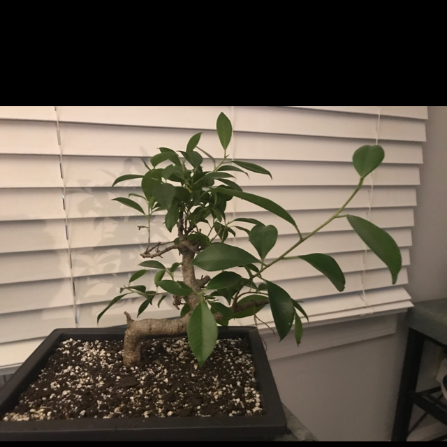 Ficus Ginseng plant photo by @BubbaTomsPlants named Jackie Chan on Greg, the plant care app.
