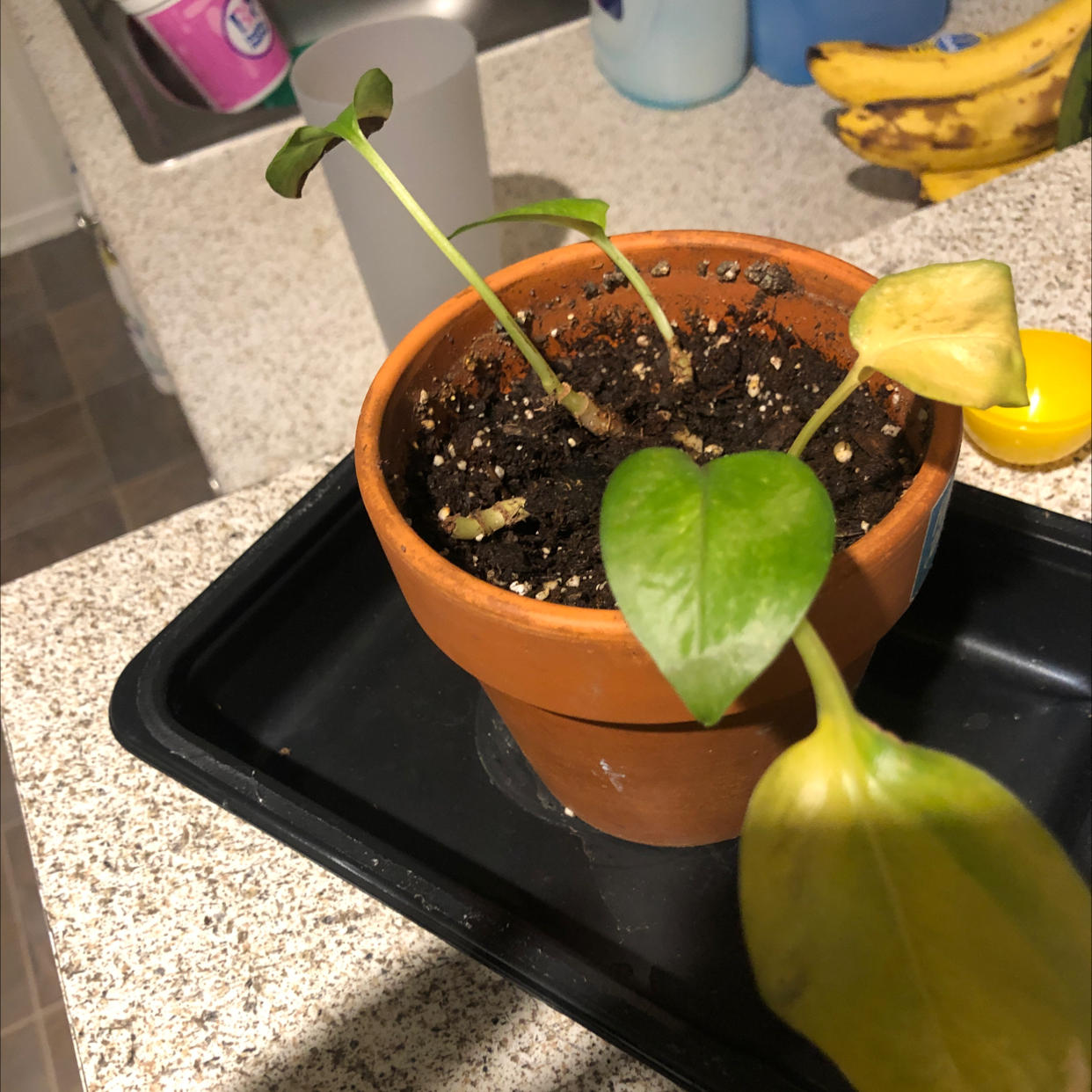 Taro Vine plant photo by @loksb named Sherry on Greg, the plant care app.