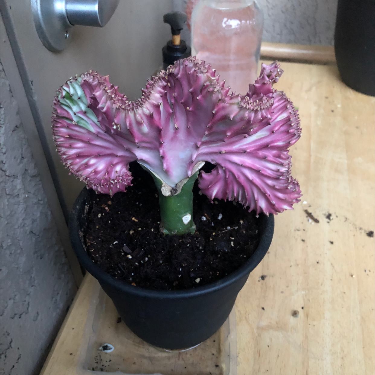 Dragon Bone Cactus plant photo by @loksb named Ariel on Greg, the plant care app.