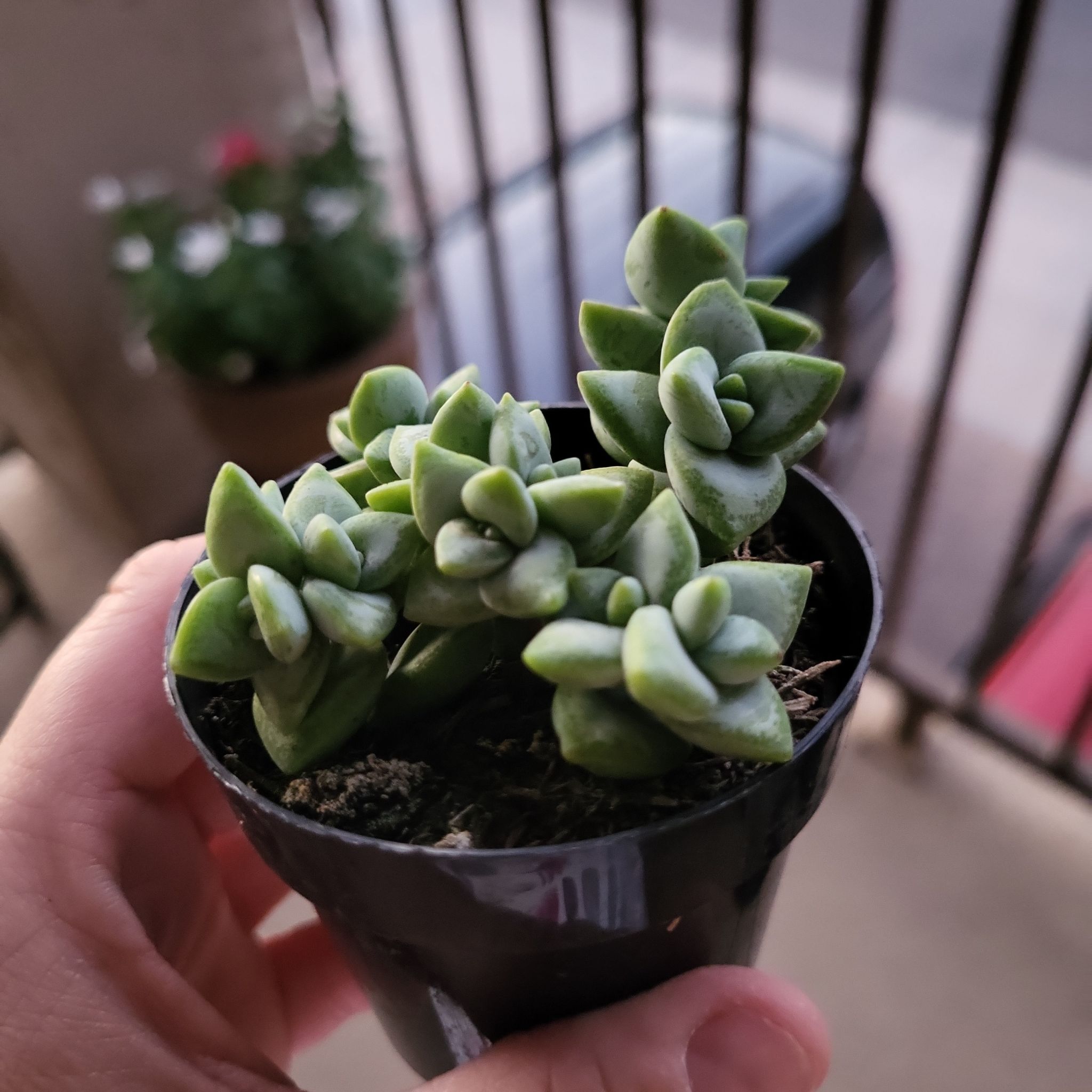 Crassula 'Moonglow' plant in a small black pot, held by a hand.