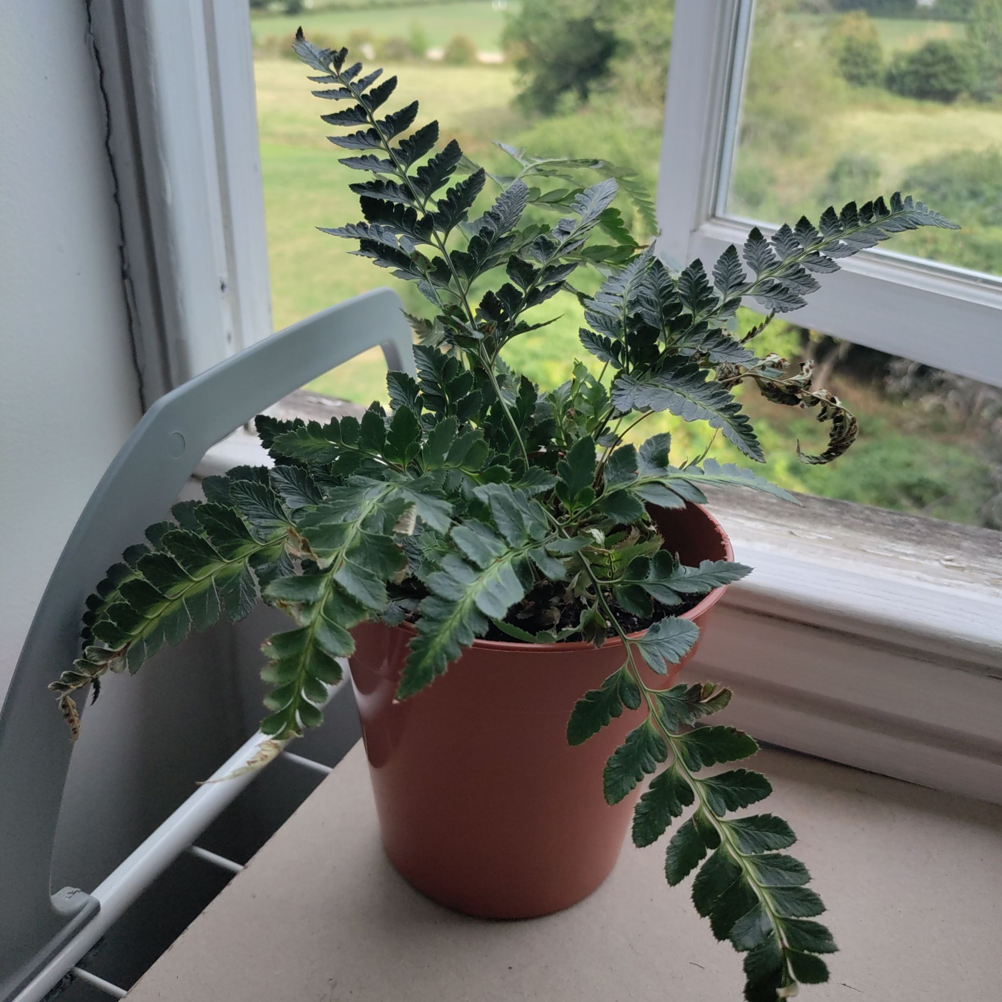 Photo of the plant species Indian Holly Fern by @AnaMaria named Holly on Greg, the plant care app