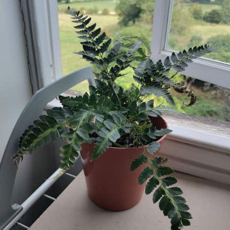 Photo of the plant species Indian Holly Fern by Anamaria named Holly on Greg, the plant care app