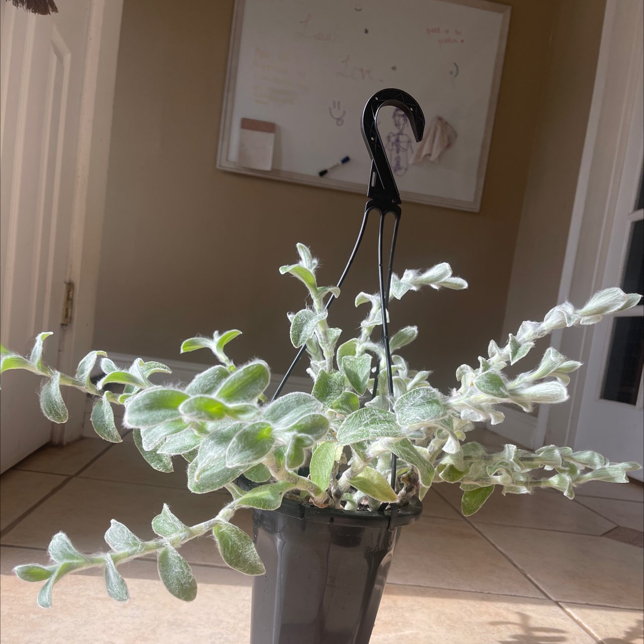 Potted White Velvet plant with fuzzy white-green leaves in an indoor setting.