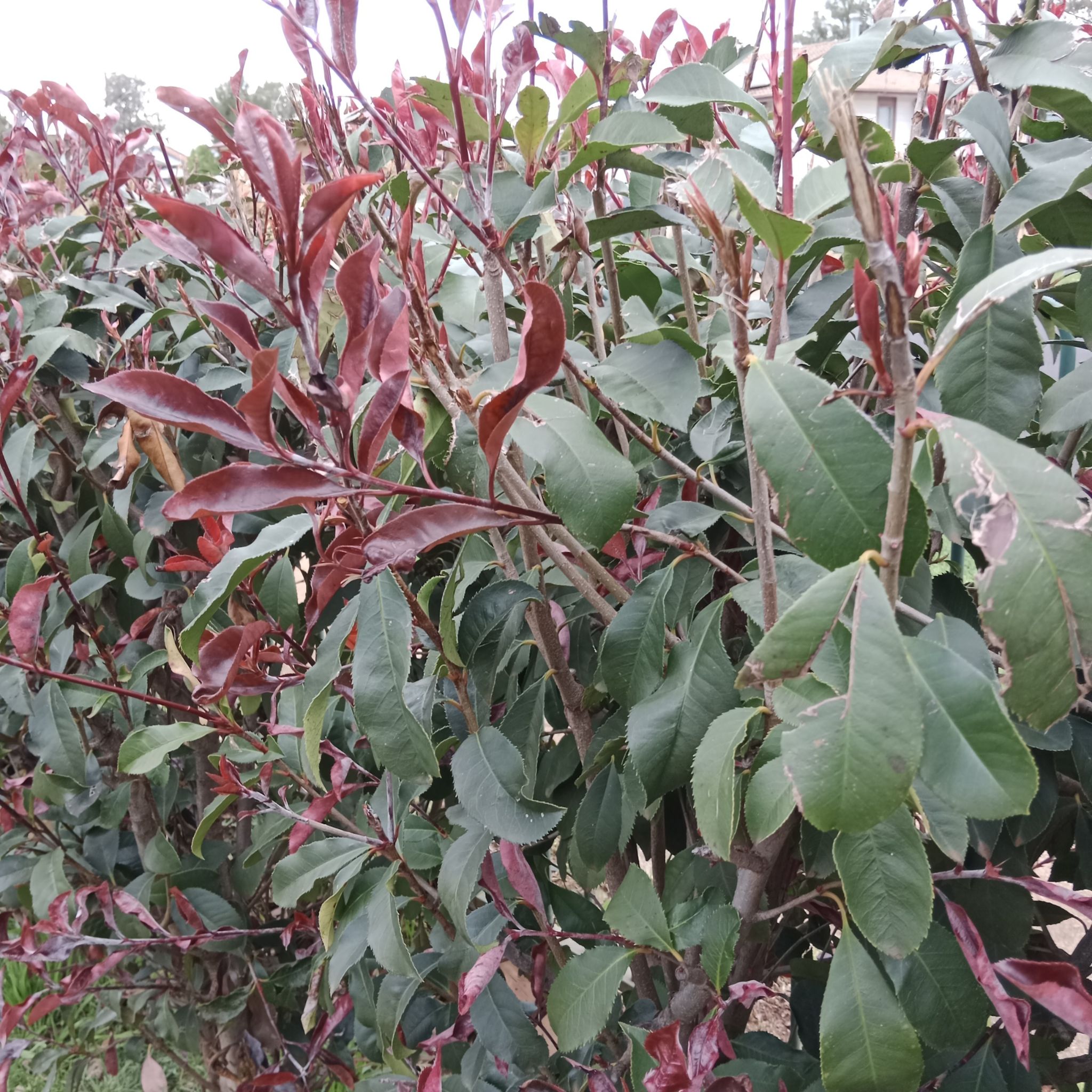 Photo of the plant species Japanese photinia by @MajorCebenese named Hedge on Greg, the plant care app