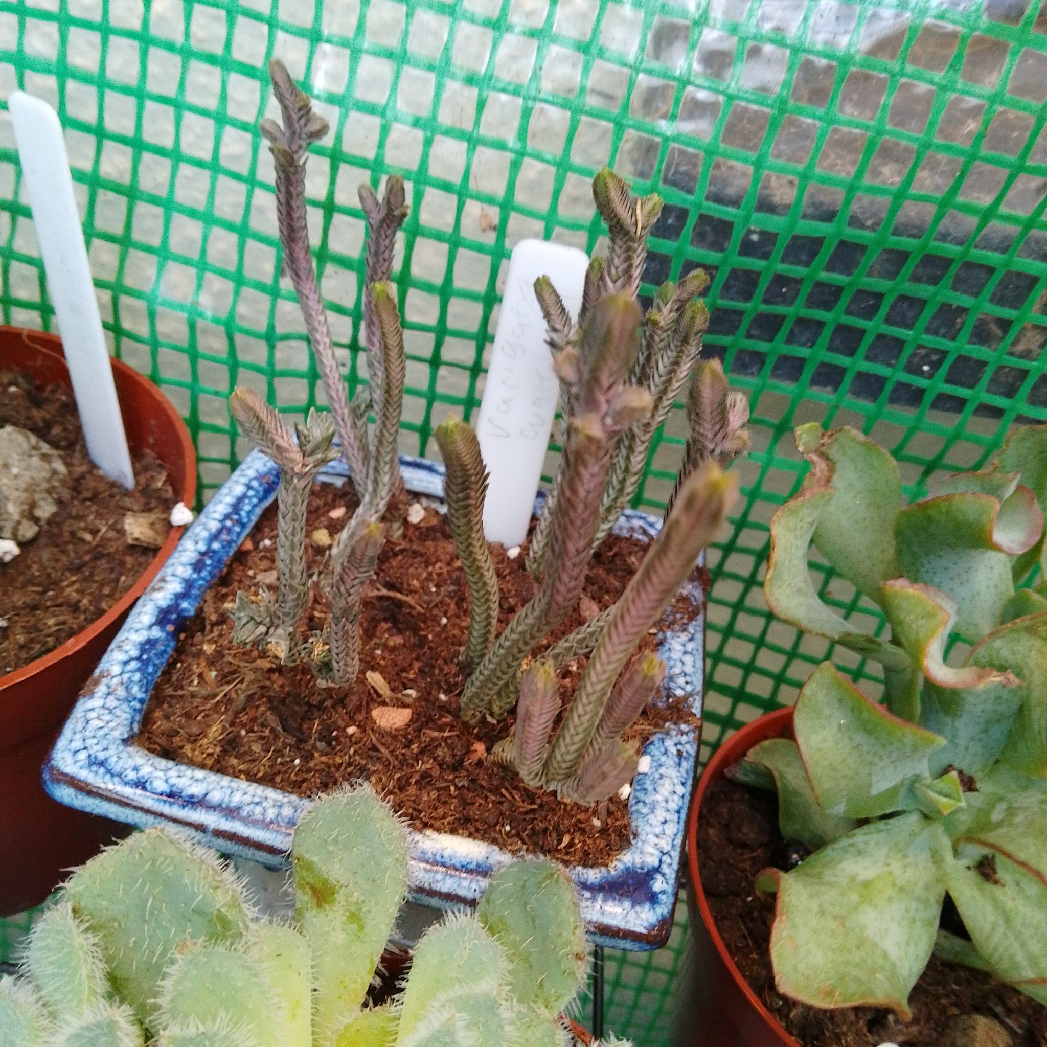Photo of the plant species Variegated Watch Chain by @AdonicAgave named fingies on Greg, the plant care app
