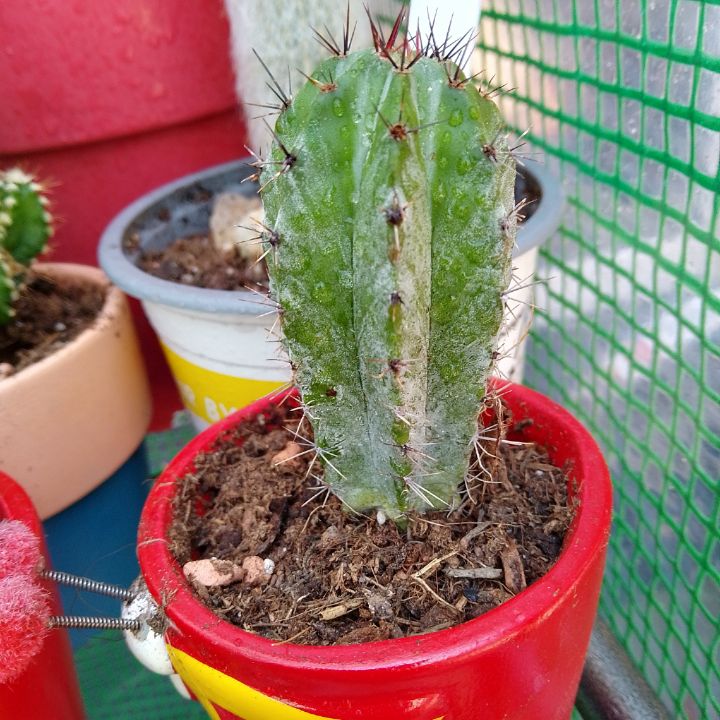 A healthy Polaskia chichipe cactus in a red pot with visible soil.