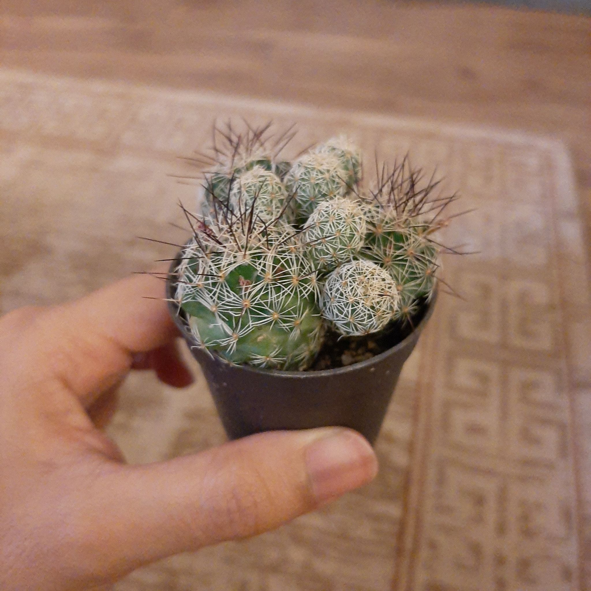 A healthy cactus plant, The Glory of Texas, held in a black pot.