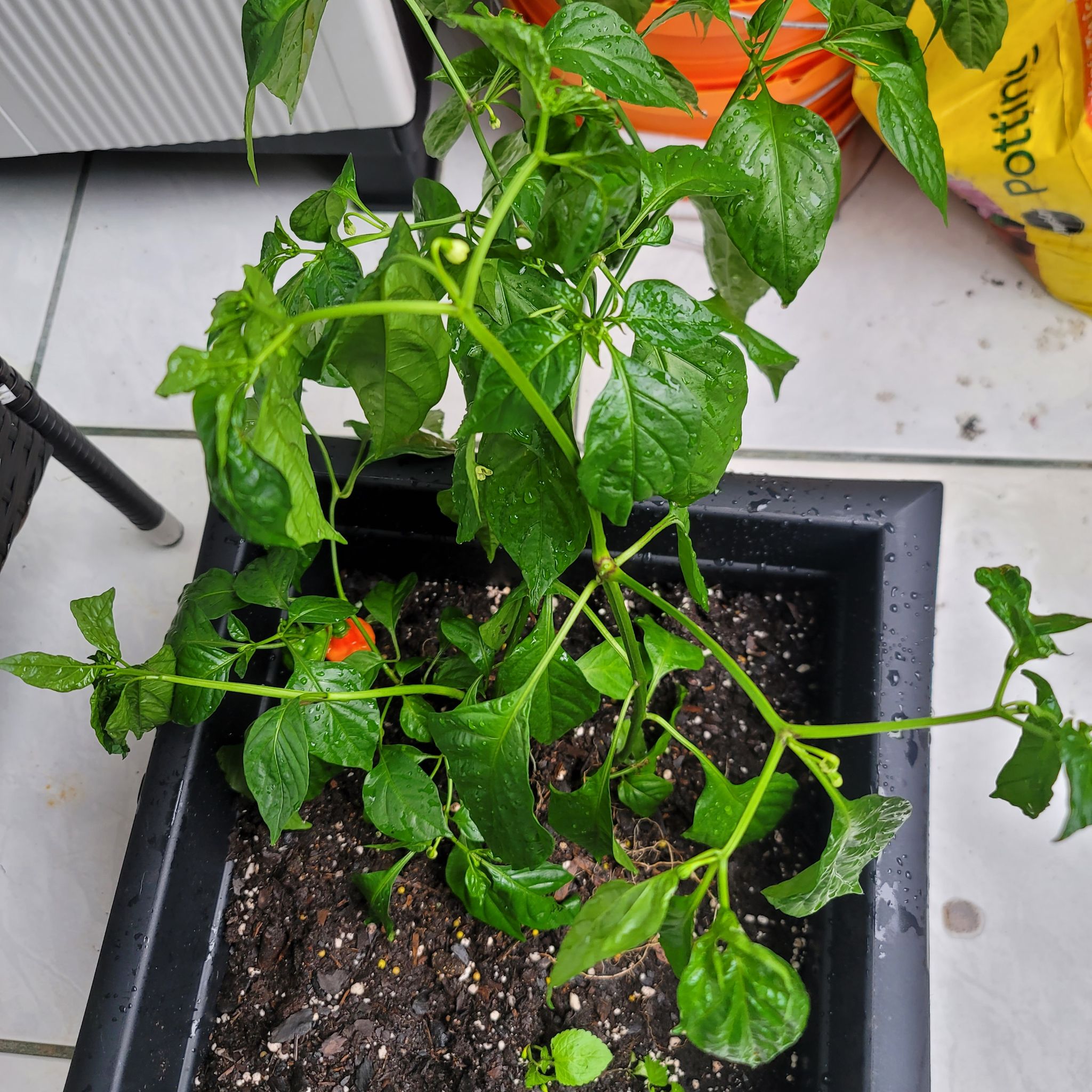 Photo of the plant species Ají dulce by @ashleytoomuch named Aji on Greg, the plant care app