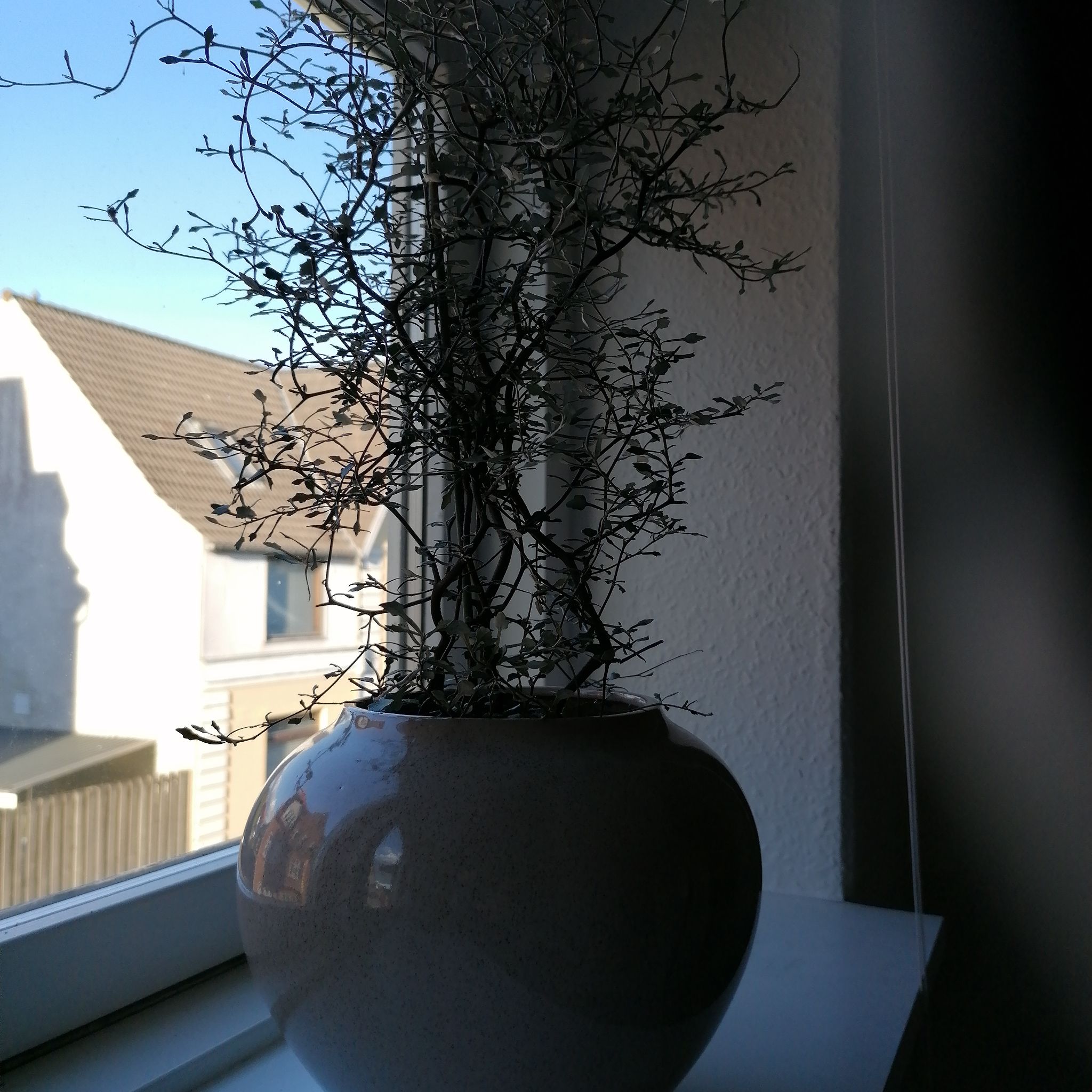 Plant care for Corokia collenettei on Greg, the plant care app