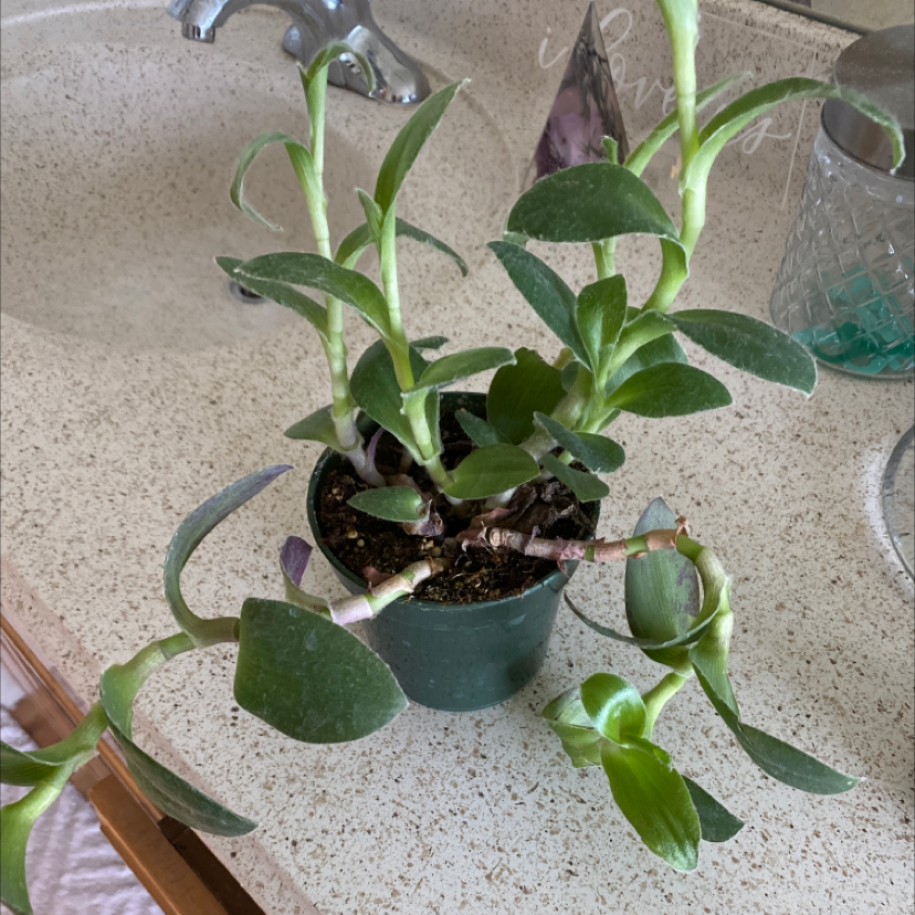 Photo of the plant species Mexican wandering Jew by Mackenzie named Your plant on Greg, the plant care app
