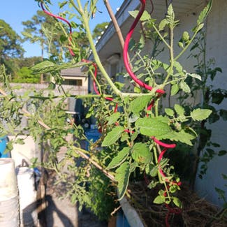 Tomato Plant plant in Palm Bay, Florida