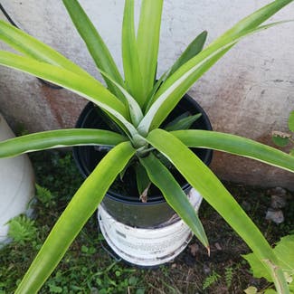 Pineapple plant in Palm Bay, Florida