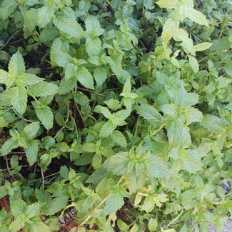 Mint plant in Palm Bay, Florida