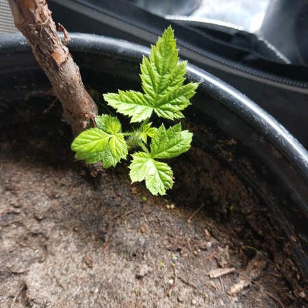 Photo of the plant species Golden Evergreen Raspberry by Sassycapeivy named Lola on Greg, the plant care app