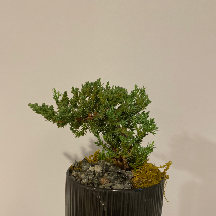 Blue Star Juniper plant in a black pot with rocks and moss.