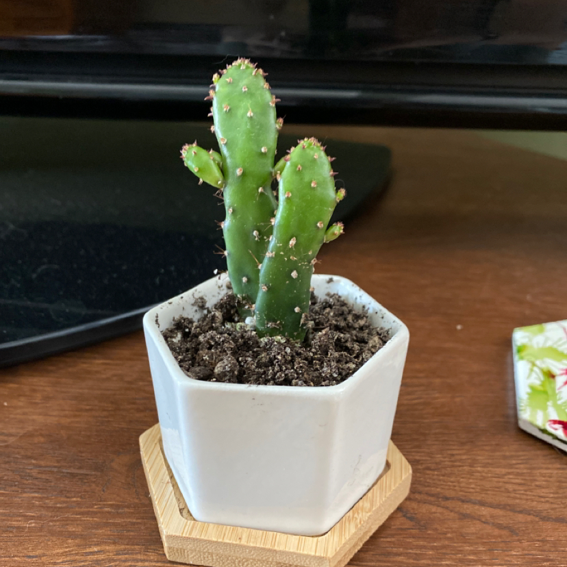 Drooping Prickly Pear cactus in a white hexagonal pot with visible soil.
