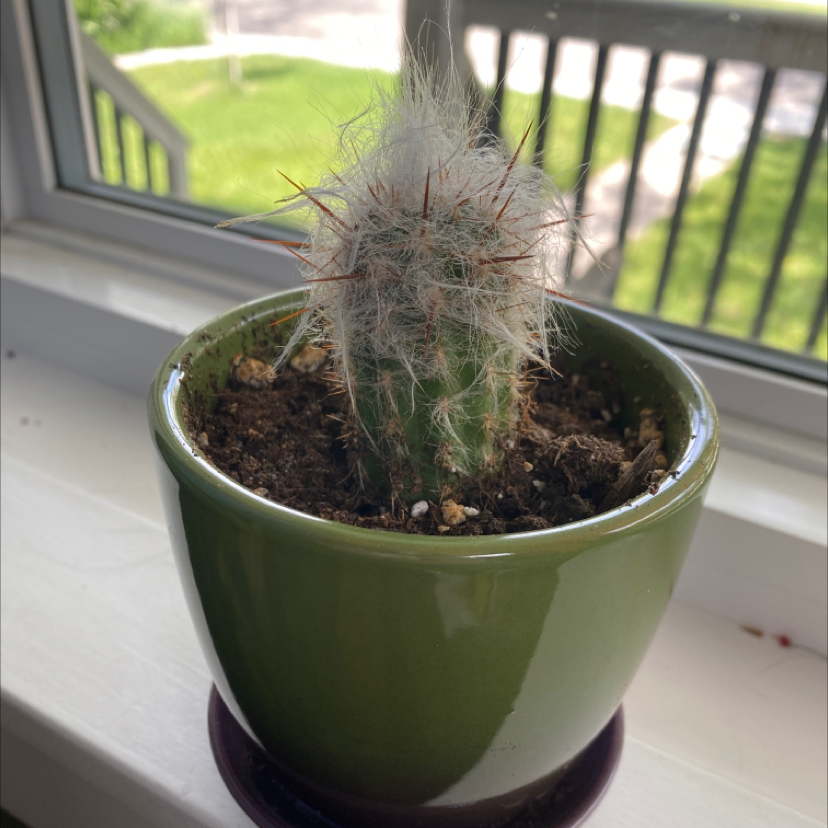 Potted Old Man of the Andes cactus on a windowsill with visible white hair-like structures.