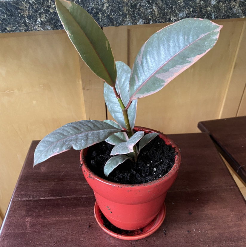 Ficus 'Ruby' plant in a red pot with visible soil, healthy leaves, and no signs of disease.