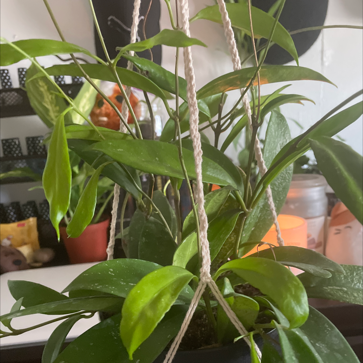 Waxplant plant photo by @faerieshollow named Cossette on Greg, the plant care app.