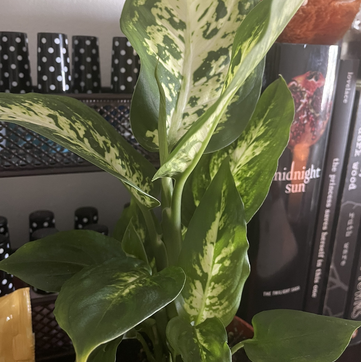 Dieffenbachia plant photo by @faerieshollow named Theo on Greg, the plant care app.