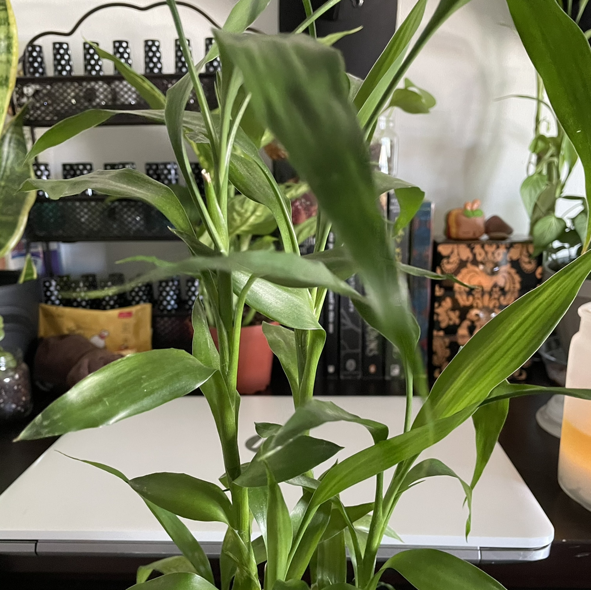 Lucky Bamboo plant photo by @faerieshollow named Marlee on Greg, the plant care app.