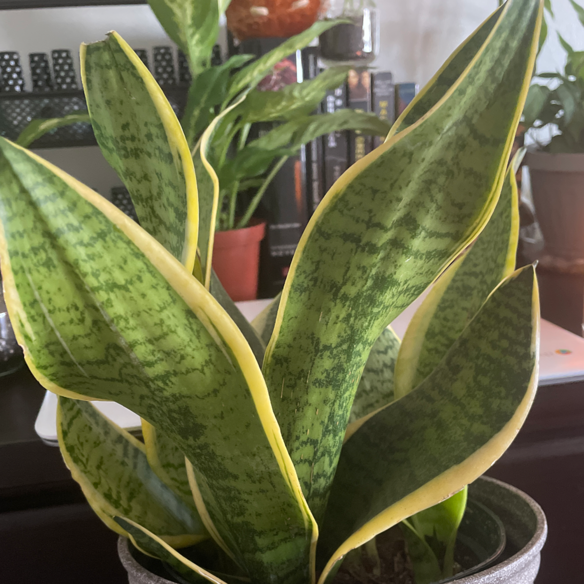 Snake Plant plant photo by @faerieshollow named Carmen on Greg, the plant care app.