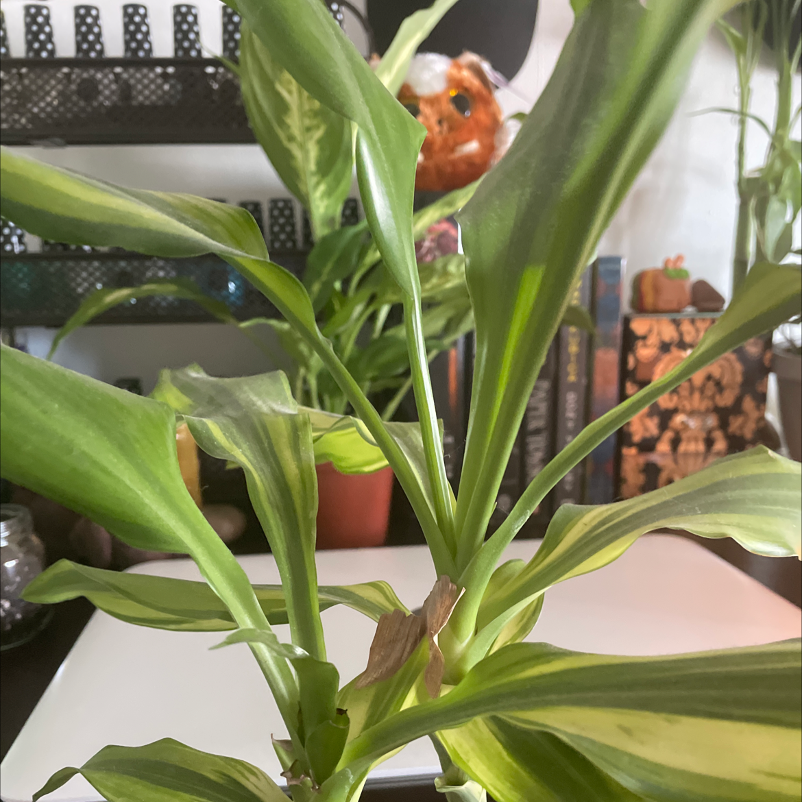 Cornstalk Dracaena plant photo by @faerieshollow named Elliot on Greg, the plant care app.