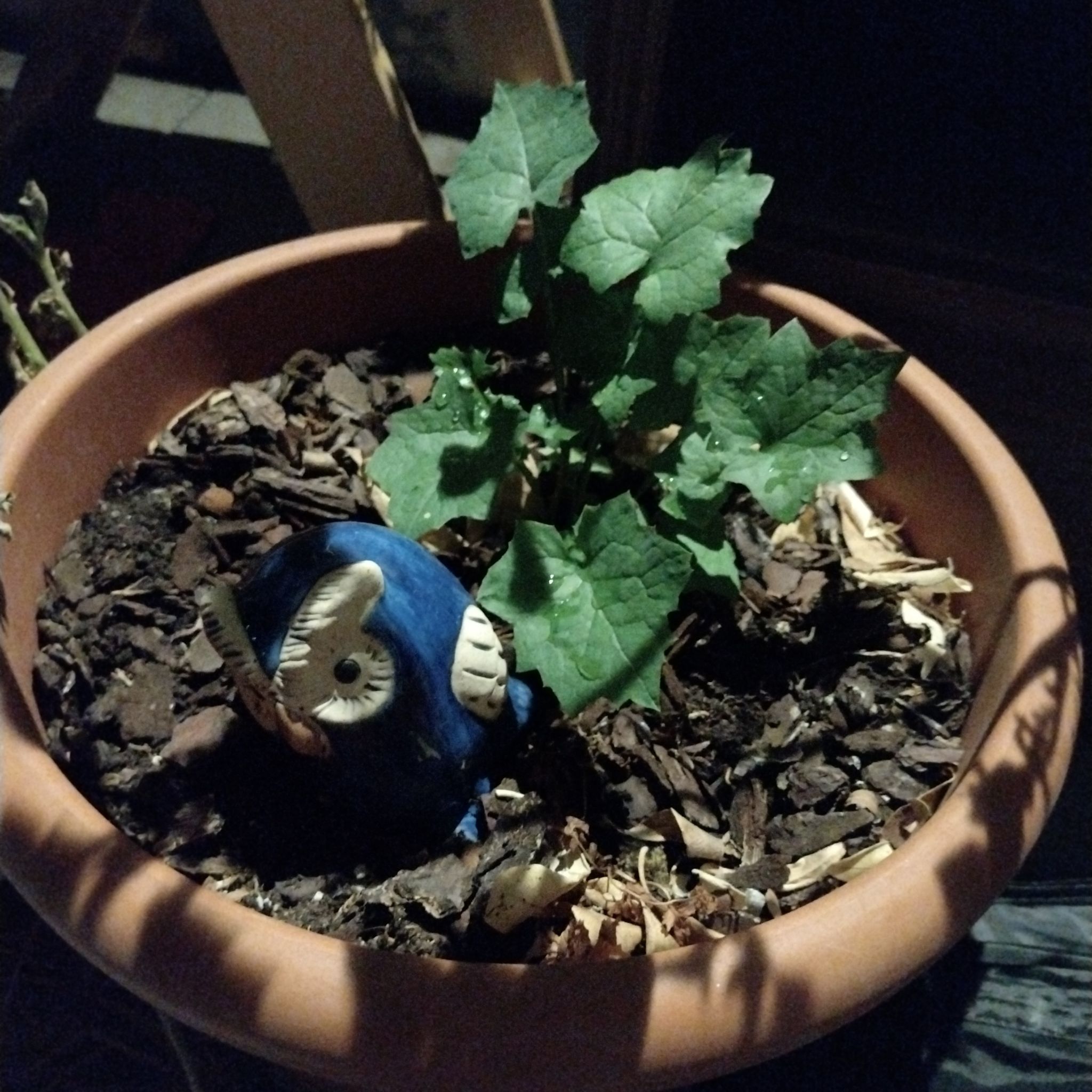 Photo of the plant species Lactuca muralis by @VanGold named Owly on Greg, the plant care app