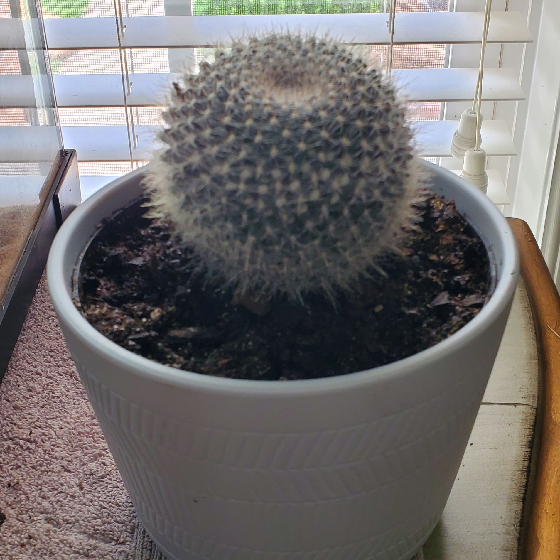 Potted Mammillaria muehlenpfordtii cactus indoors near a window.