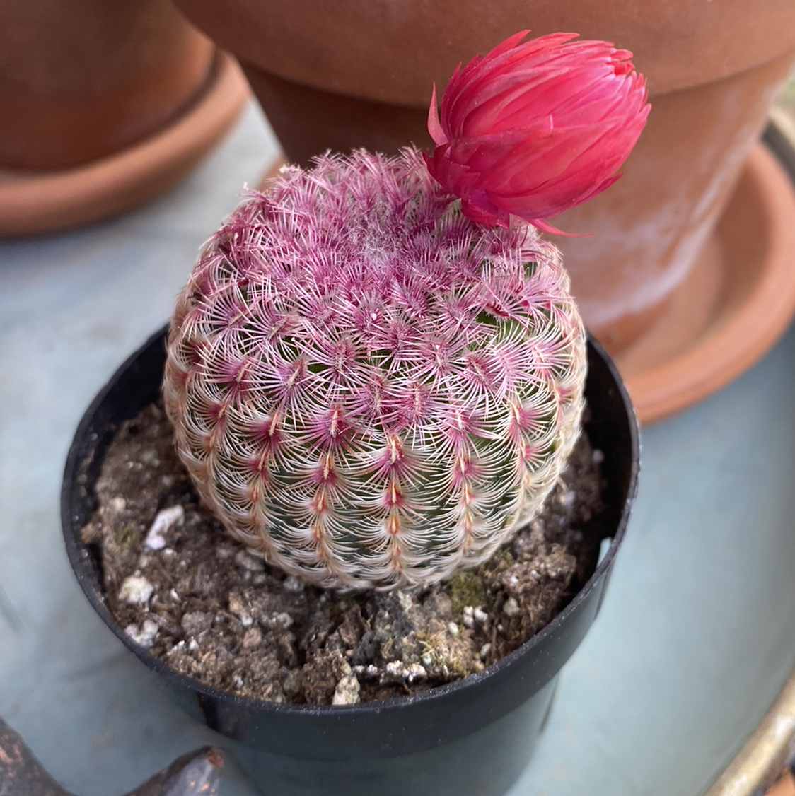 Arizona Rainbow Cactus with a pink flower blooming at the top in a small pot.