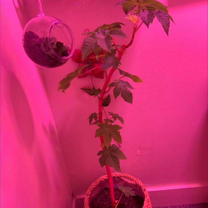 Castor Bean plant with red stem and green leaves in a pot under pink lighting.