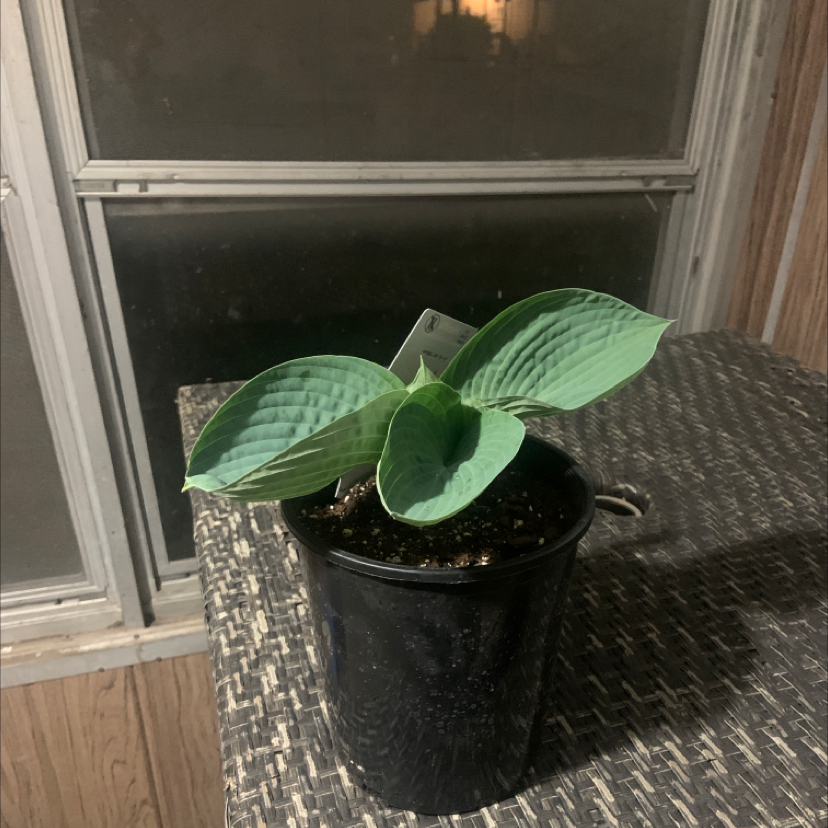 Potted Siebold's Plantain Lily with broad green leaves, placed on a textured surface near a window.