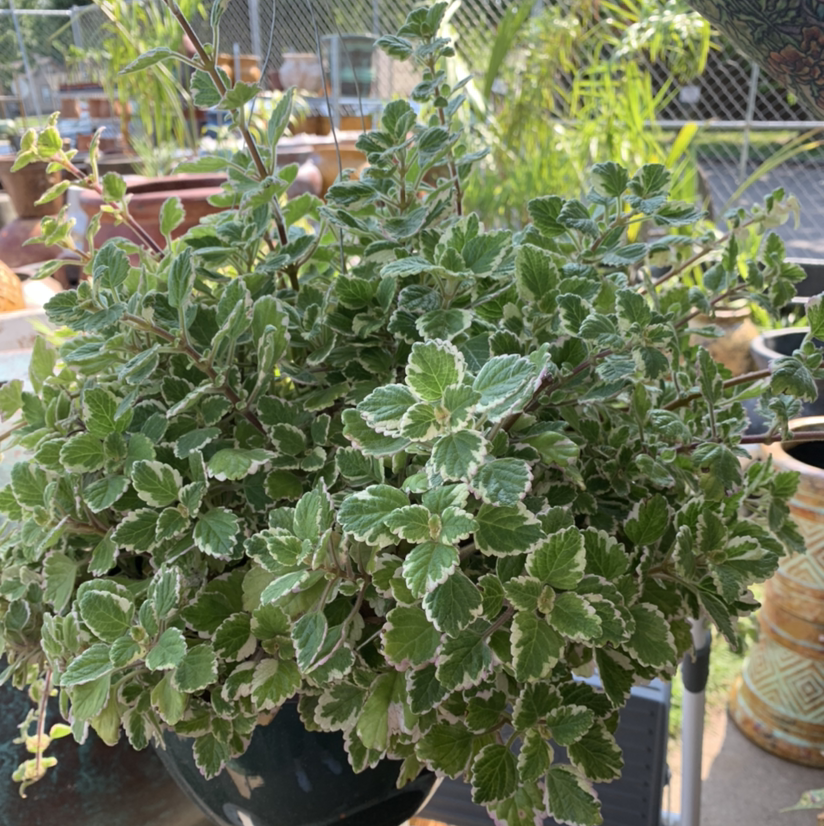 Photo of the plant species White-Edged Swedish Ivy by @AirialDawn named Orlando Bloom on Greg, the plant care app
