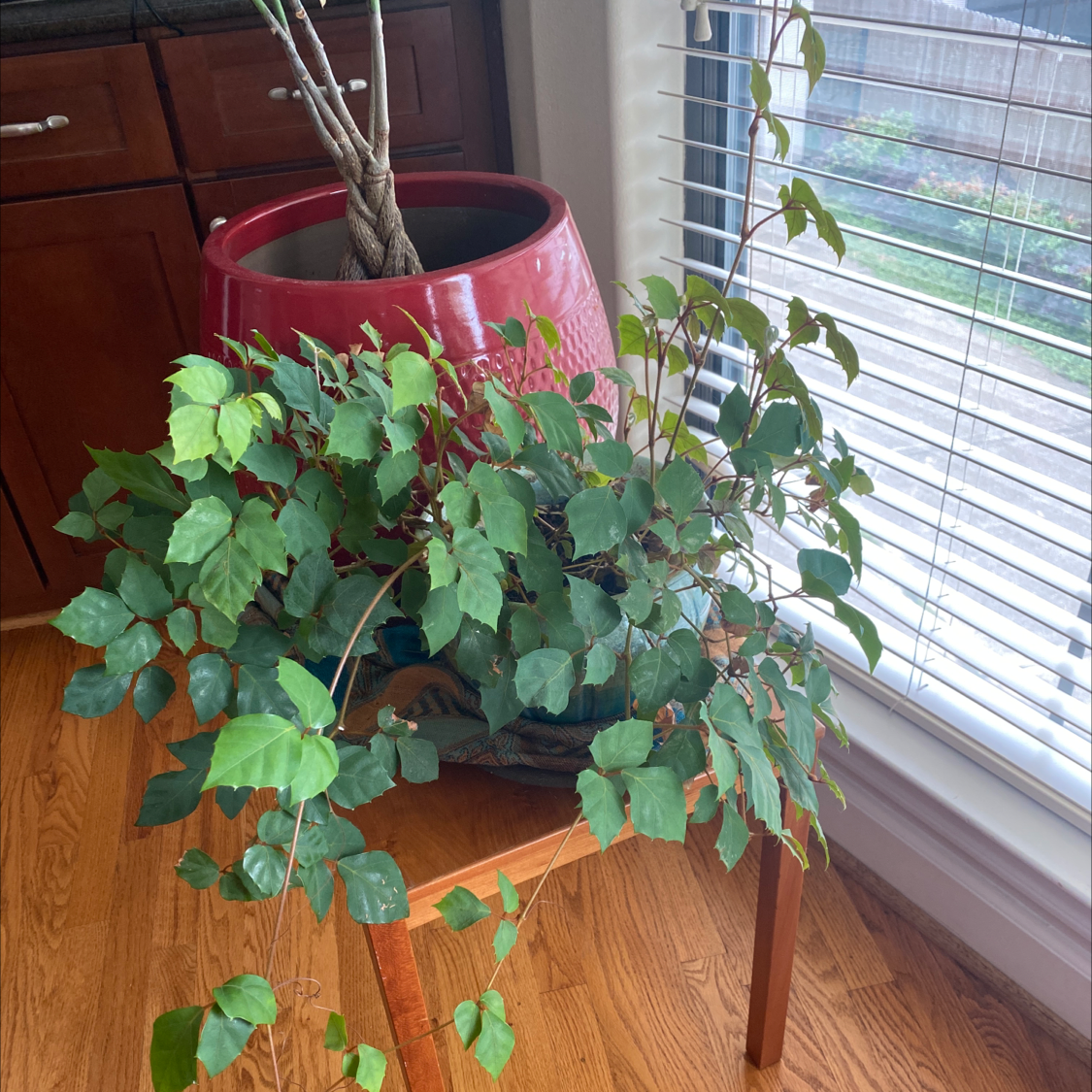 Thriving grape ivy plant with lush, green foliage growing in a red pot near a window with blinds.