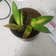 Calculate water needs of Emerald Star Snake Plant